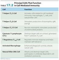 Principal cells that function in cell-mediated immunity