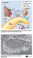 Immune cells attacking a large parasite via ADCC