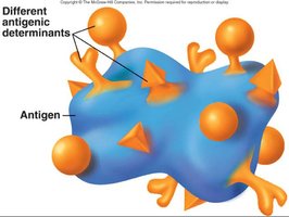 Different antigenic determinants on an antigen