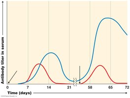 Primary and secondary immune responses to an antigen