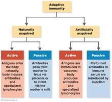 Types of adaptive immunity
