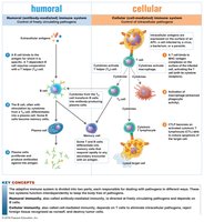 Dual nature of the adaptive immune system: humoral and cellular