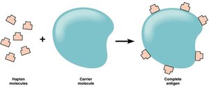 Hapten molecules combining with a carrier to form a complete antigen
