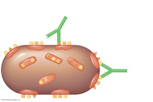 Antibodies binding to epitopes on a bacterial cell