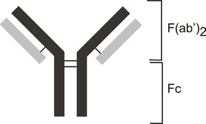 Y-shaped antibody structure with Fc and Fab regions