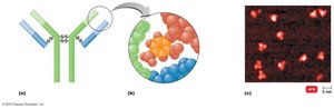 Antibody molecule structure and antigen-binding site