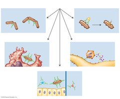 Protective mechanisms of antibody binding to antigens