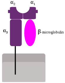 MHC class I molecule