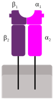 MHC class II molecule