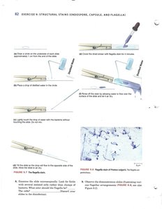 Microscopic image of capsule stain