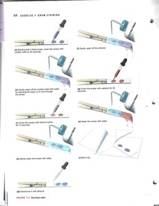 Stepwise Gram staining procedure