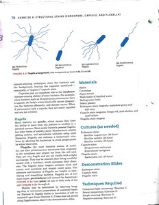 Diagram of flagella arrangements