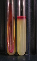 Serratia marcescens growth in slant and deep tubes, showing red pigment production at room temperature