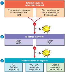 Requirements for ATP production