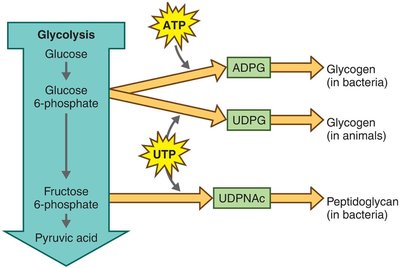 Biosynthesis of simple lipids from glycolysis and Krebs cycle intermediates