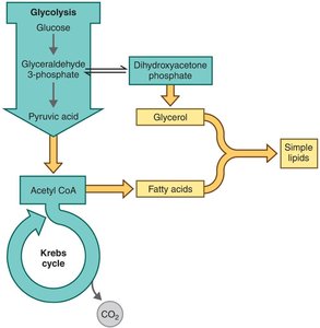 Amino acid biosynthesis pathways