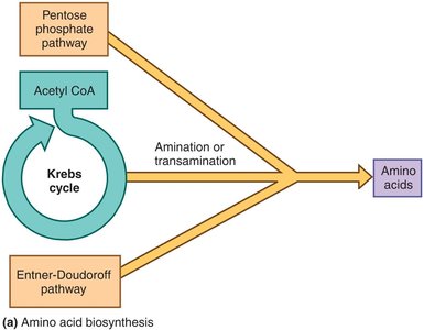 Transamination process for amino acid biosynthesis