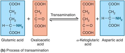 Amino acid synthesis from metabolic intermediates