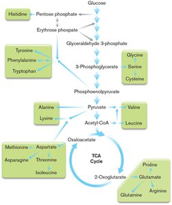 Biosynthesis of purine and pyrimidine nucleotides