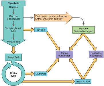 Integration of metabolism: amphibolic pathways