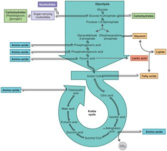 Metabolic integration: glycolysis and Krebs cycle