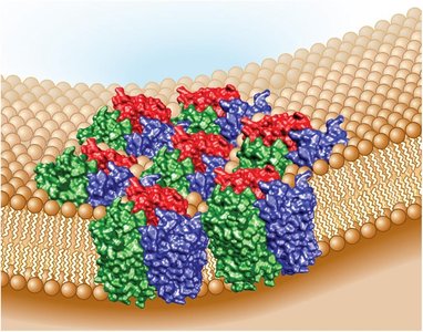 Bacteriorhodopsin trimers forming the purple membrane in Halobacterium