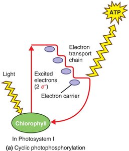 Cyclic photophosphorylation in Photosystem I