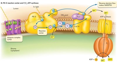 Photosystem II reaction center and ATP synthase