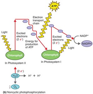 Noncyclic photophosphorylation in Photosystems II and I