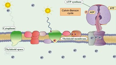 Z-pathway photophosphorylation overview