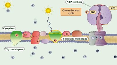Z-pathway photophosphorylation detailed
