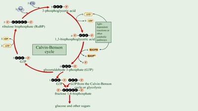 Calvin-Benson cycle overview