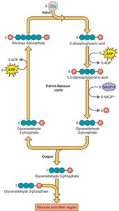 Simplified Calvin-Benson cycle