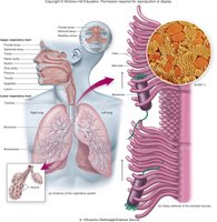 Anatomy and defenses of the respiratory tract