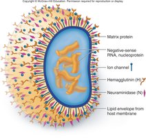 Influenza virus structure