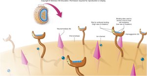 Influenza virus binding to host cell receptors