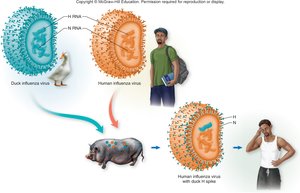 Antigenic drift and shift in influenza