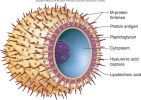 Streptococcus pyogenes cell structure and virulence factors