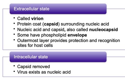Extracellular and intracellular states of viruses