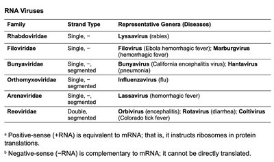 Lytic replication cycle of bacteriophage