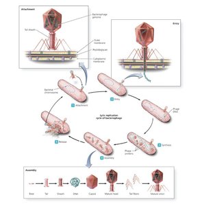 Pattern of virion abundance in lytic cycle