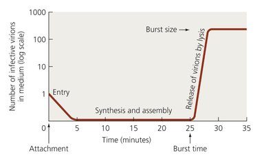 Bacteriophage lambda