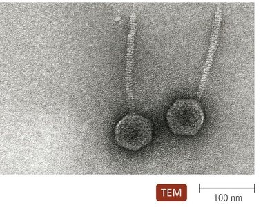 Lysogenic replication cycle in bacteriophages