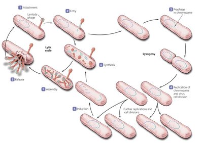 Mechanisms of entry of animal viruses