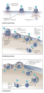 Synthesis of protein and genomes in animal RNA viruses