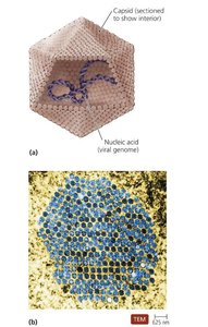 Capsid structure and viral genome