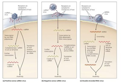 Synthesis strategies of animal viruses