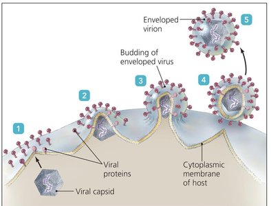 Comparison of bacteriophage and animal virus replication