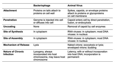 Oncogene theory of cancer induction