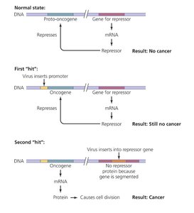 Viral plaques in bacterial lawn